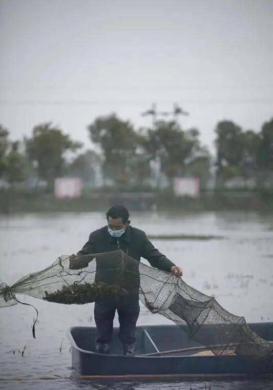 湖北小龙虾