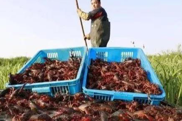 洪湖特色小龙虾批发价格电话