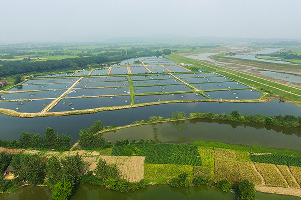 石首特色小龙虾种苗基地地址